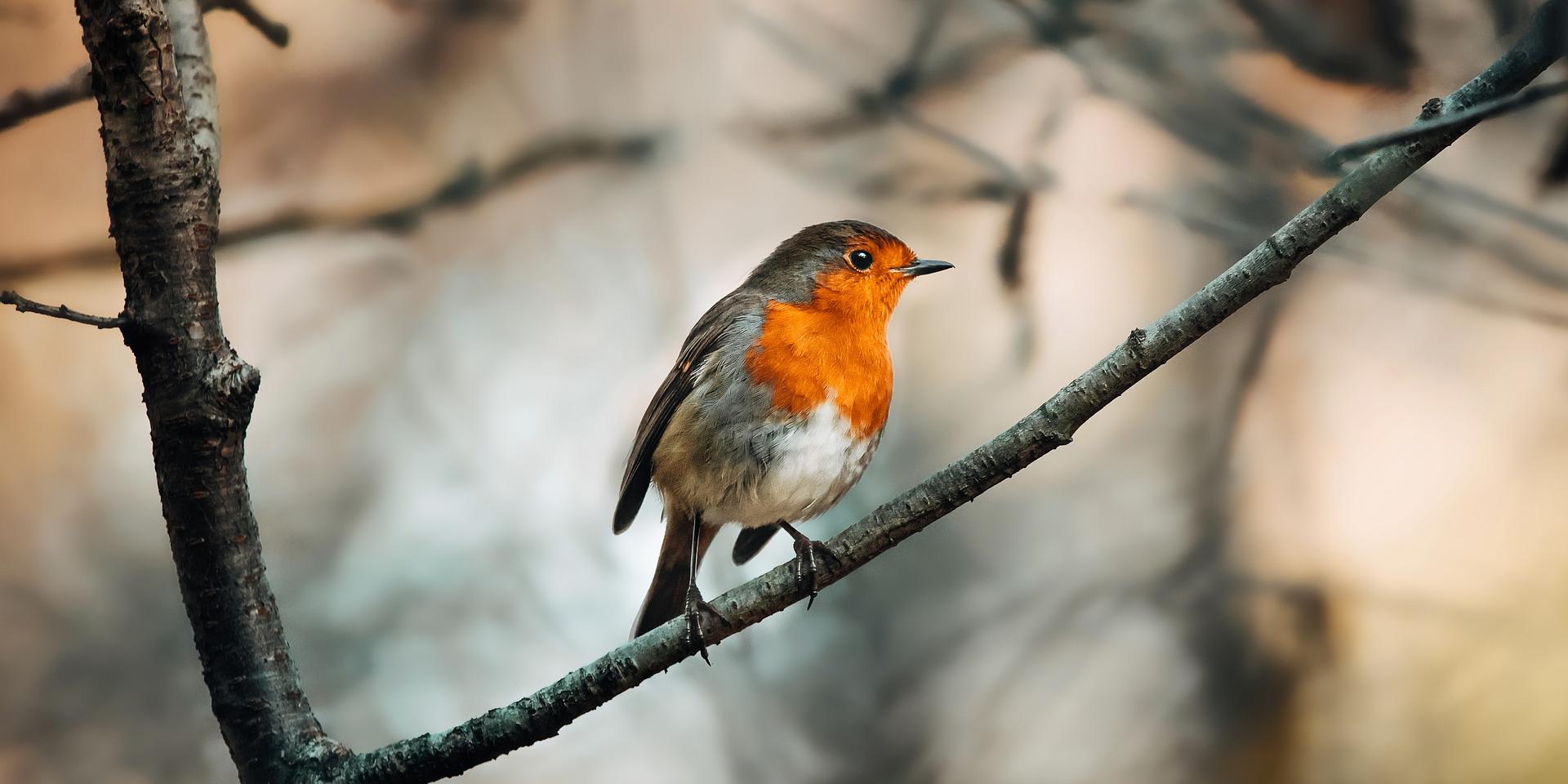 Kleiner Dreckspatz - Vogel